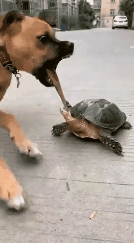 我看着心都跟着揪，“绿帽子”可不是轻易惹的，他要是咬住你，可就是狠的呀！