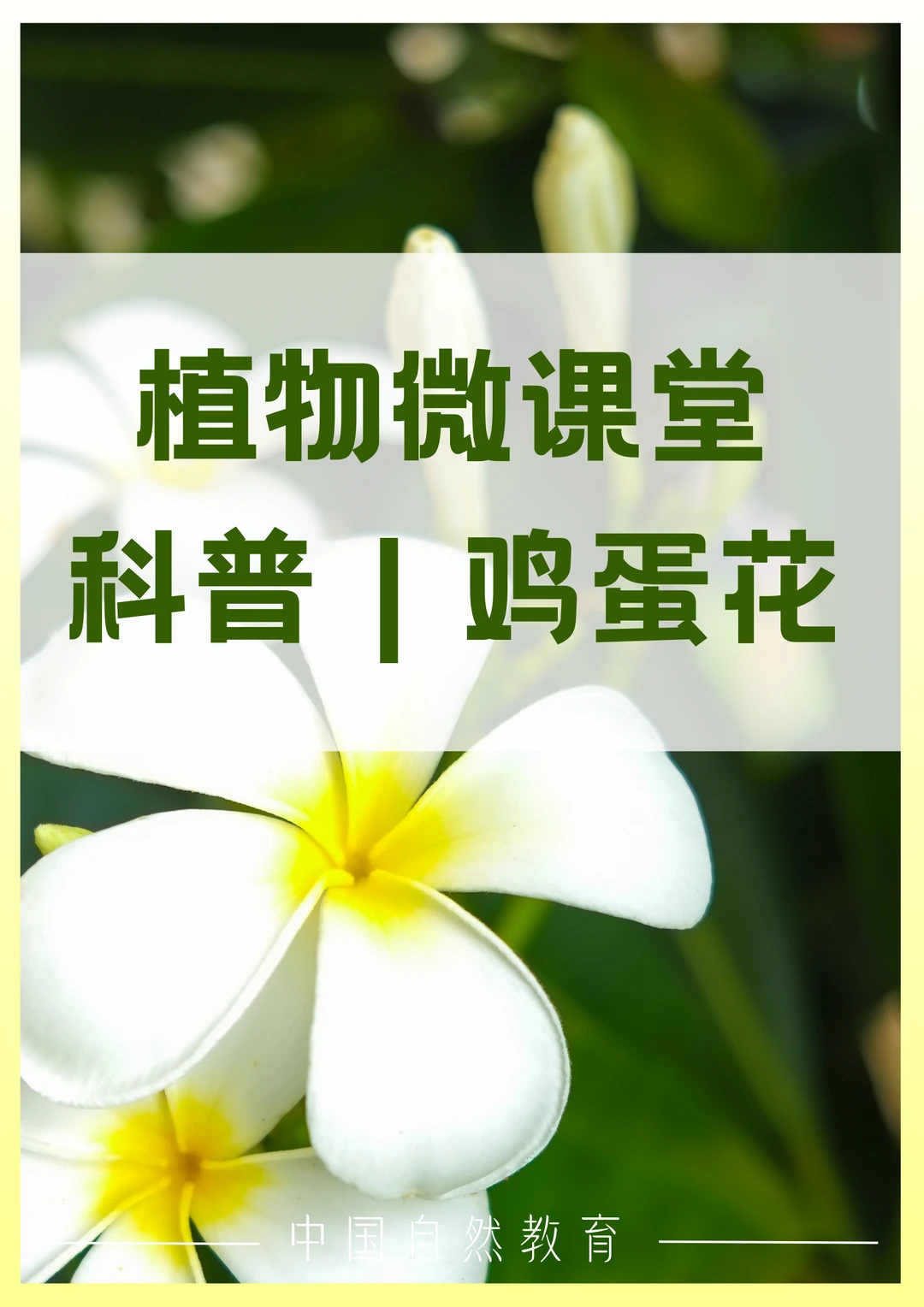 科普知识｜鸡蛋花