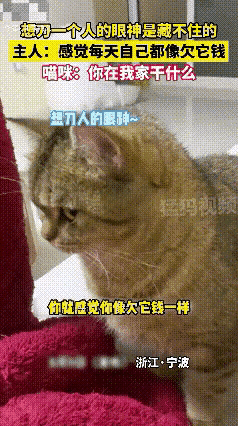 太有意思了，一位小姐姐养了一只猫，可这猫好像和小姐姐有仇似的，每天一起来就是用白