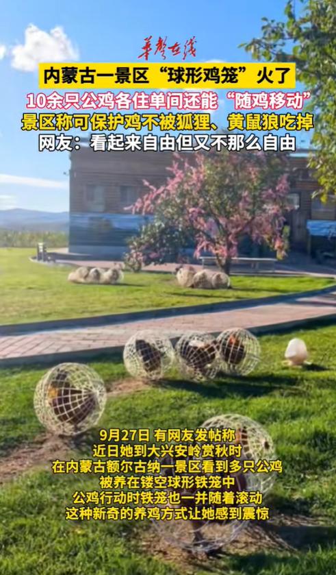 “这招绝了！”内蒙古，一景区担心鸡被黄鼠狼吃掉，灵机一动，挨个给10多只公鸡装了