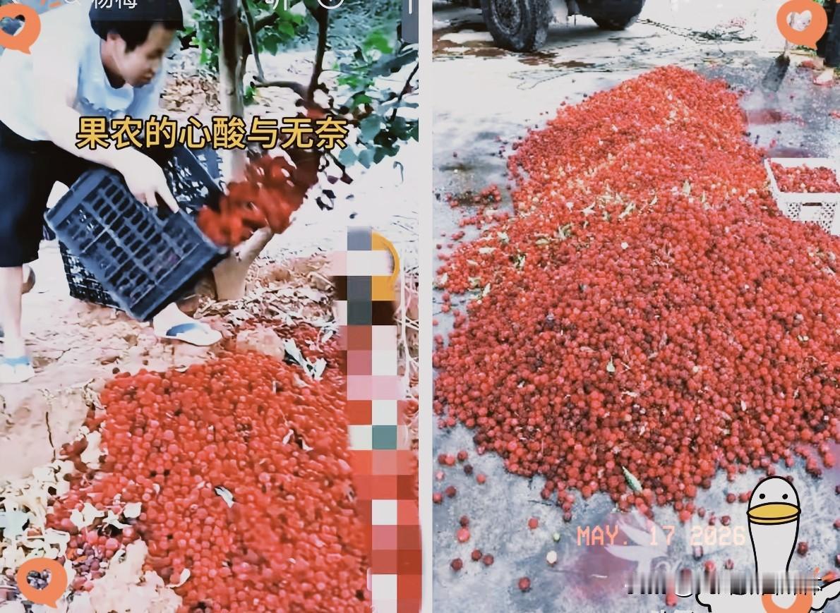 福建漳州的杨梅泡药事件现在已经开始反噬了，经销商卖不出去，没人收购，果农手里的杨