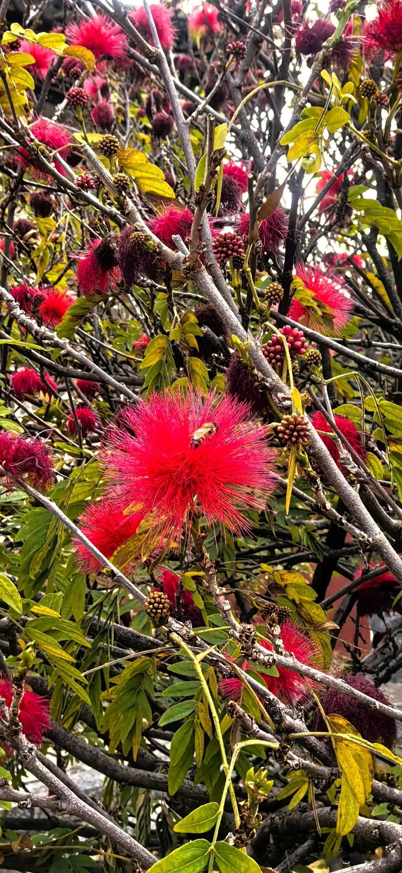 朱缨花（CalliandrahaematocephalaHassk.），别名