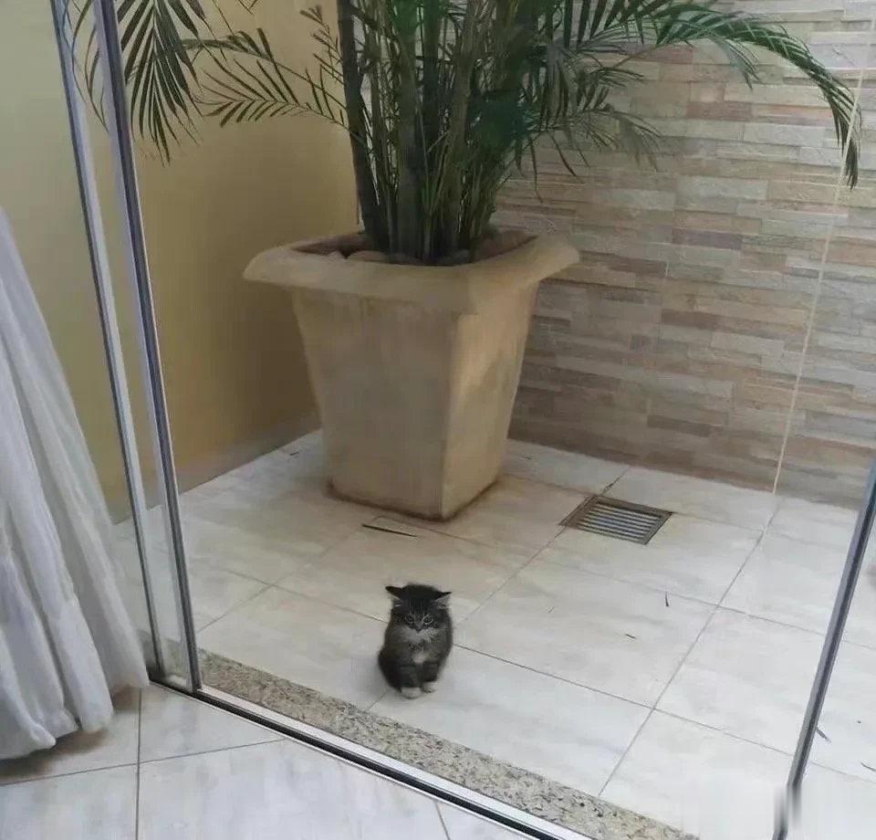 “阿姨你好，我找你家小猫出去玩”