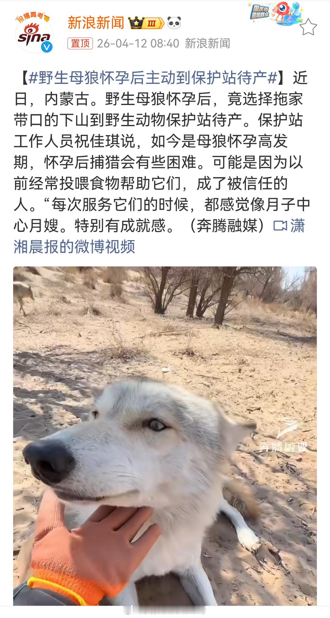 野生母狼怀孕后主动到保护站待产狼：理解狗，成为狗另外什么叫怀孕高发期，说个繁殖期