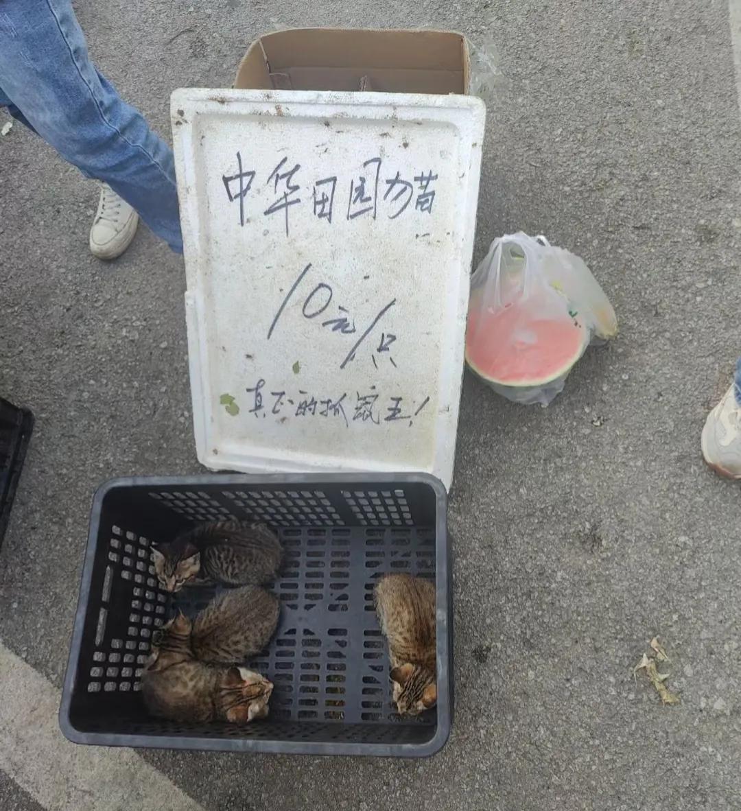 这狸花猫也太便宜了，要么一包烟的钱，要么都是别人白送的，你的猫咪都是怎么来的？