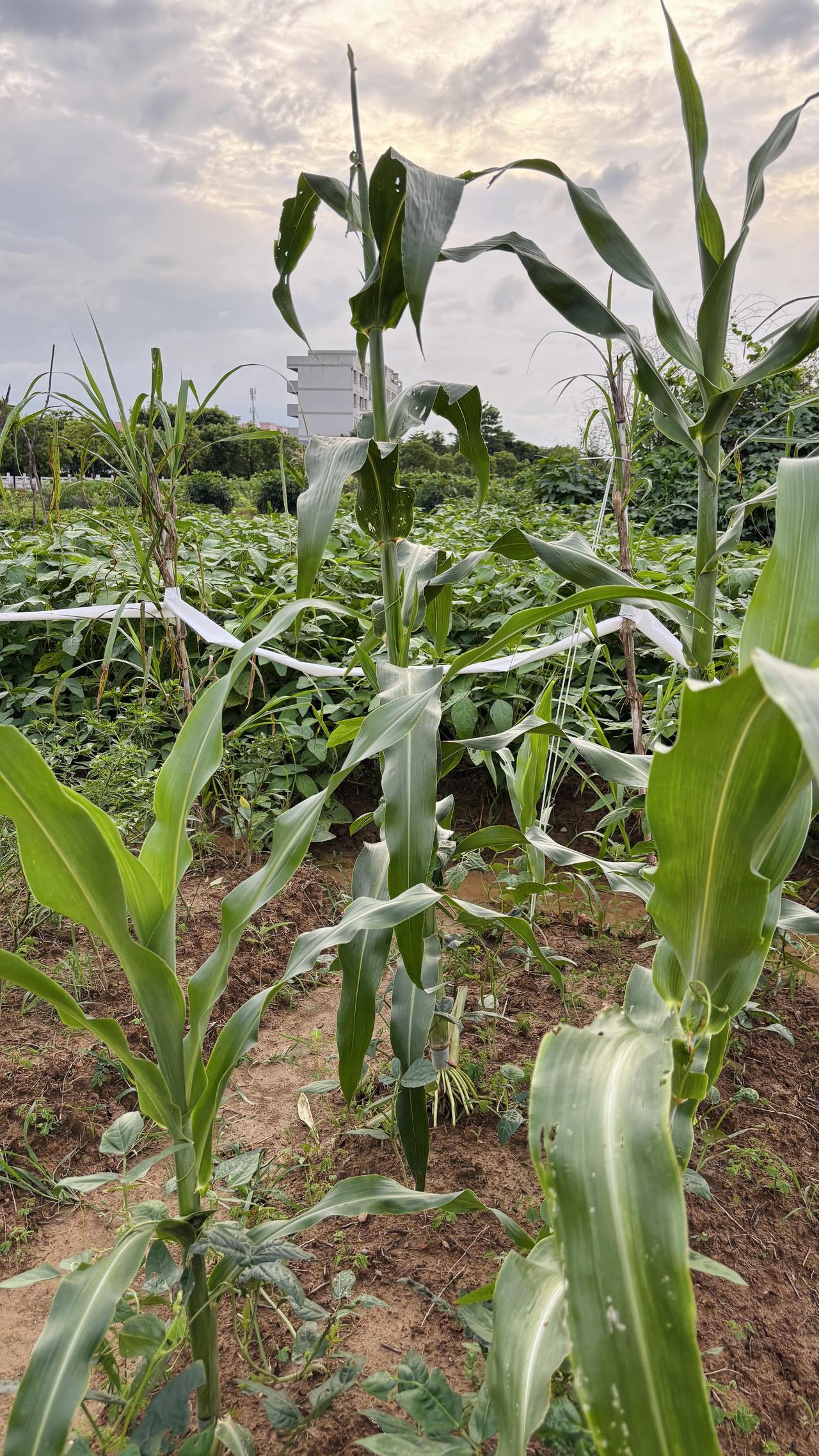 在拼多多买的黑皮甜杆种子，结果种出来是这幅模样，又矮又粗，看上去很快要结穗了，找