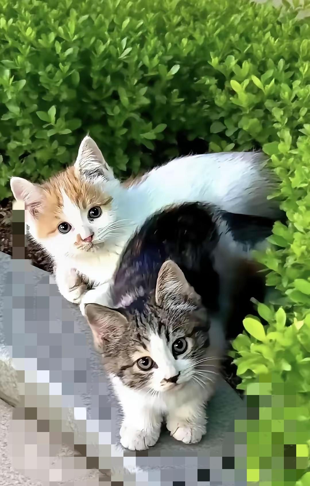 谁没被小区里的流浪猫勾过魂啊！软乎乎蹭裤腿，一叫就歪头，想抱回家
