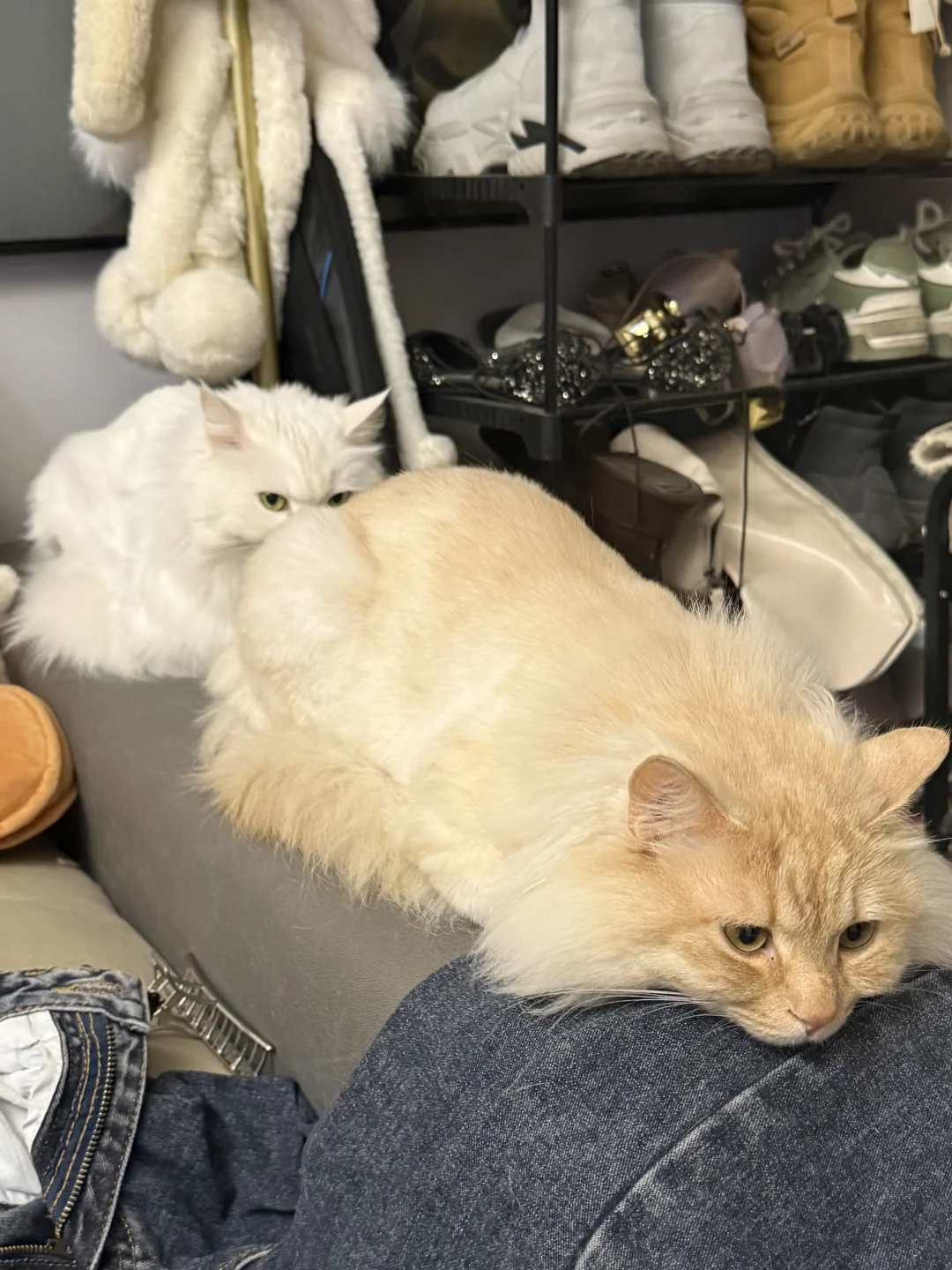 笑死了！好像两只猫猫虫🐛