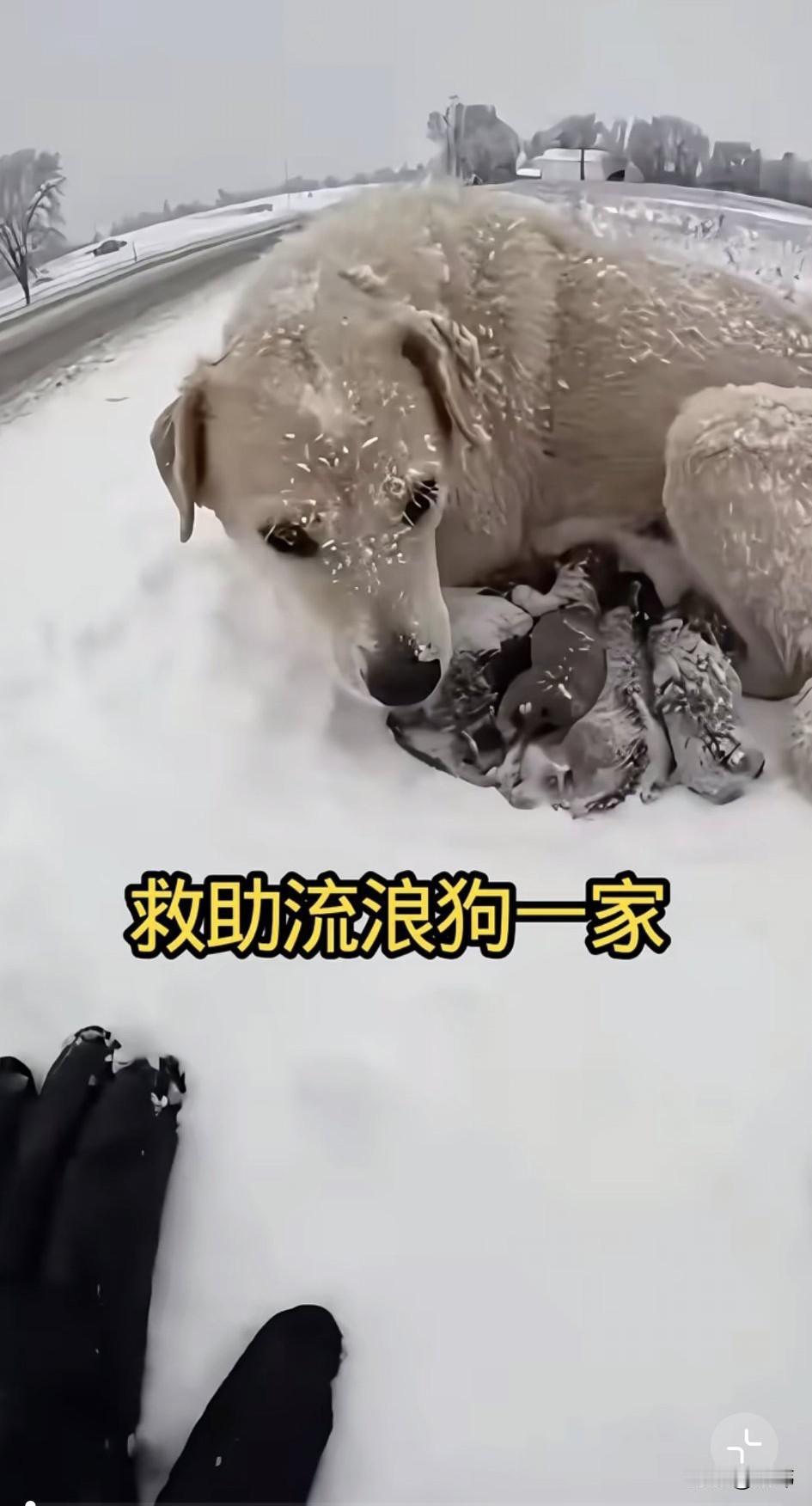 泪目了！一个大雪纷飞的冬日，一位小姐姐和朋友一起出去欣赏雪景，当她们走到一条郊外