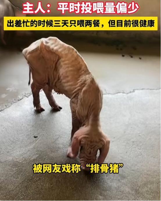 “真是让人大开眼界！”8月14日消息，广东一名男子养了一头与众不同的猪，这头猪瘦