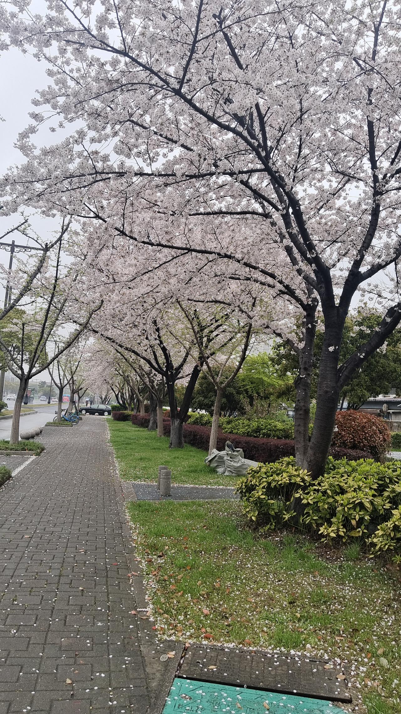 无锡哪里有免费欣赏樱花？鼋头渚樱花的确很美，但需要买门票，需要花钱才能欣赏到樱
