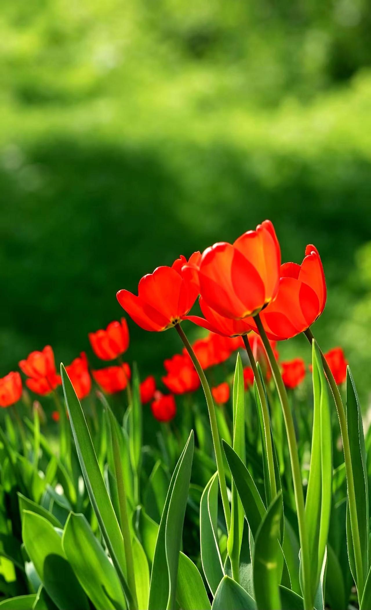 春色入怀来。摄影爱好者红色郁金香背景红色郁金香花海