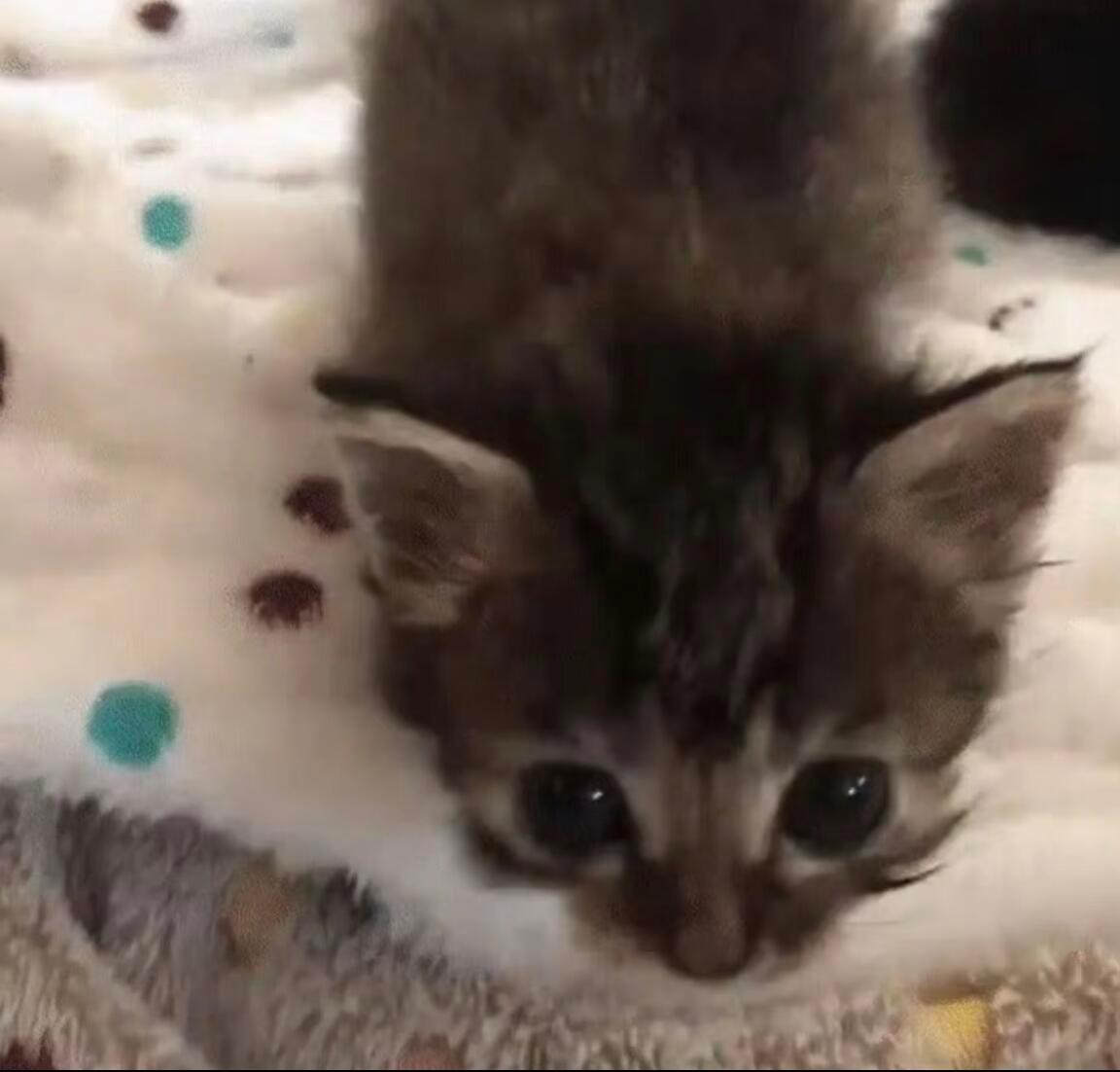 𝐀𝐯𝐚𝐭𝐚𝐫｜审咪积累小猫电台祝泥今天鱼块≽(ᵔ꒳ᵔマ≼