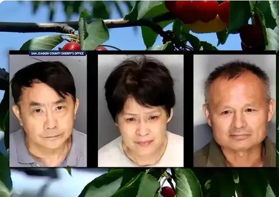 三名华裔樱桃大盗！！！我敢打赌这三个人大概率是体制内养尊处优吃拿卡要惯了的人