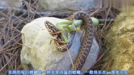 螳螂杀蛇