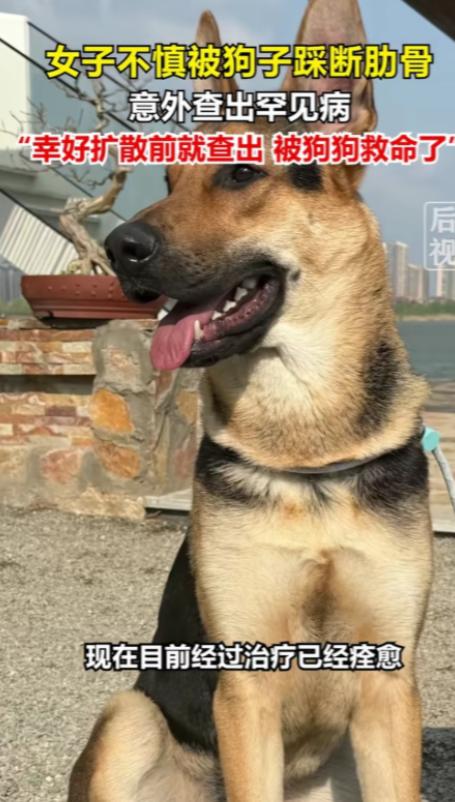 解释不清了！北京一只80斤的牧羊犬，突然跳主人身上，踩断主人肋骨，谁料到医院一看