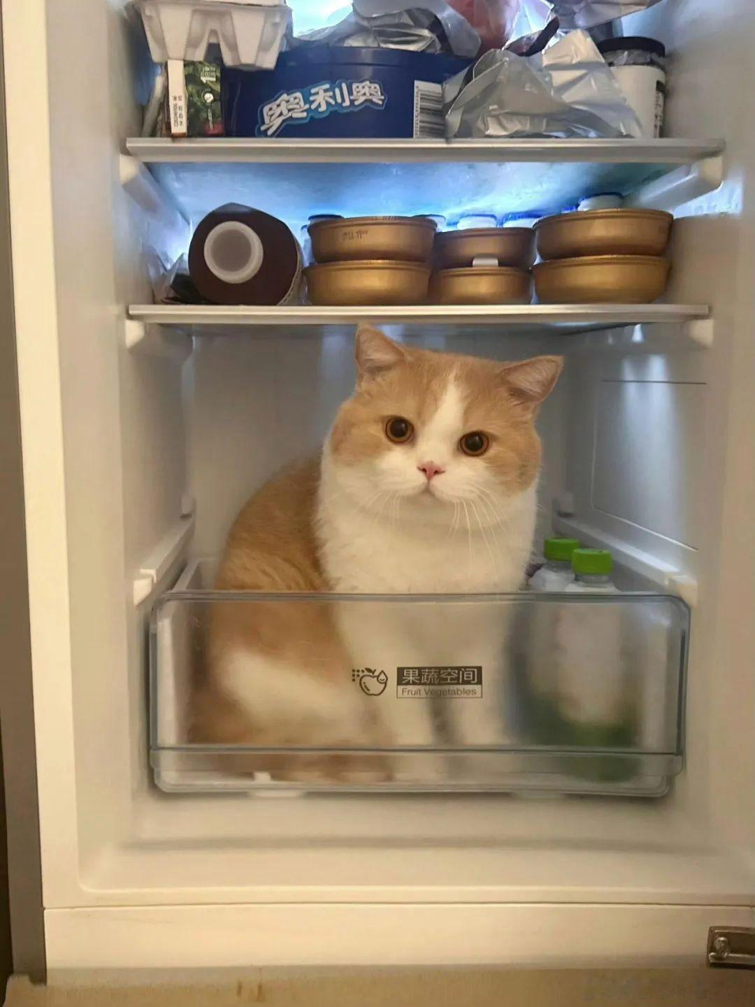 你永远不知道猫猫会在什么地方刷新宠物卖萌中心​​​