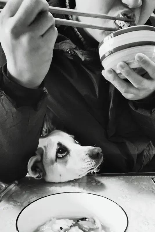 喜爱养狗的人将狗视作朋友、亲人，有时甚至比对亲人还要亲昵，他们与狗同桌吃饭也无可