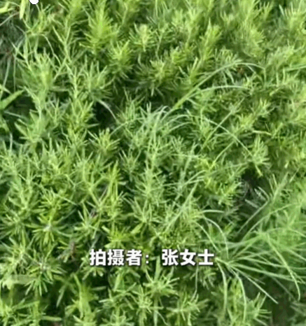 真执着！6月23日报道，上海，一女子喜欢用迷迭香来烹饪牛肉。为了方便，她前后买过
