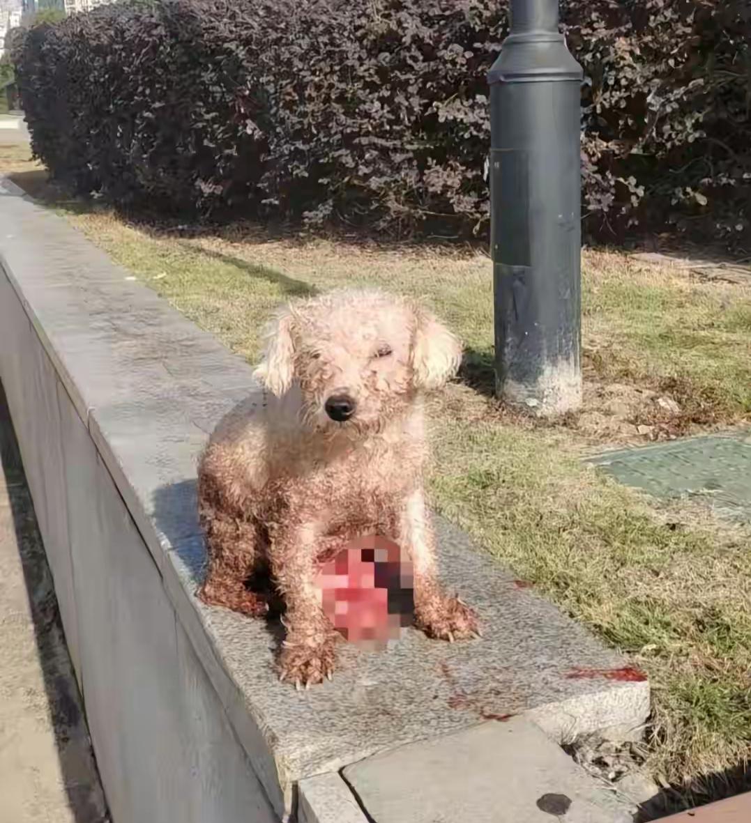 这是人干的事吗？繁殖狗肠子露在外面，被老板狠心丢弃，涉事的犬舍被扒，这下要社死了