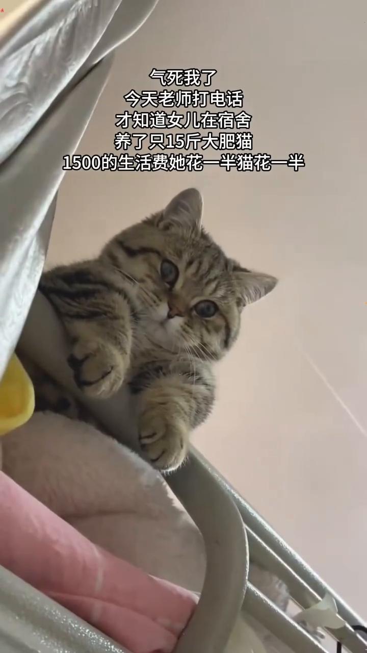 气死我了，今天老师打电话才知道女儿在宿舍养了只15斤大肥猫，1500的生活费她花