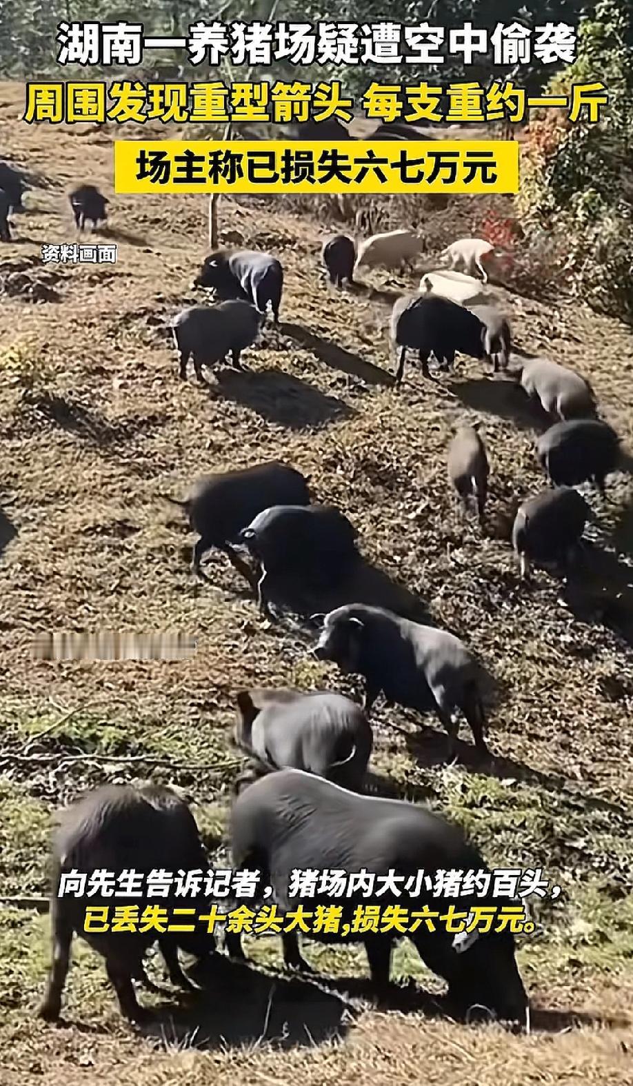 湖南长沙一养猪场发生了一起离奇事件，20多头大猪不翼而飞，养殖户在围墙外发现了一