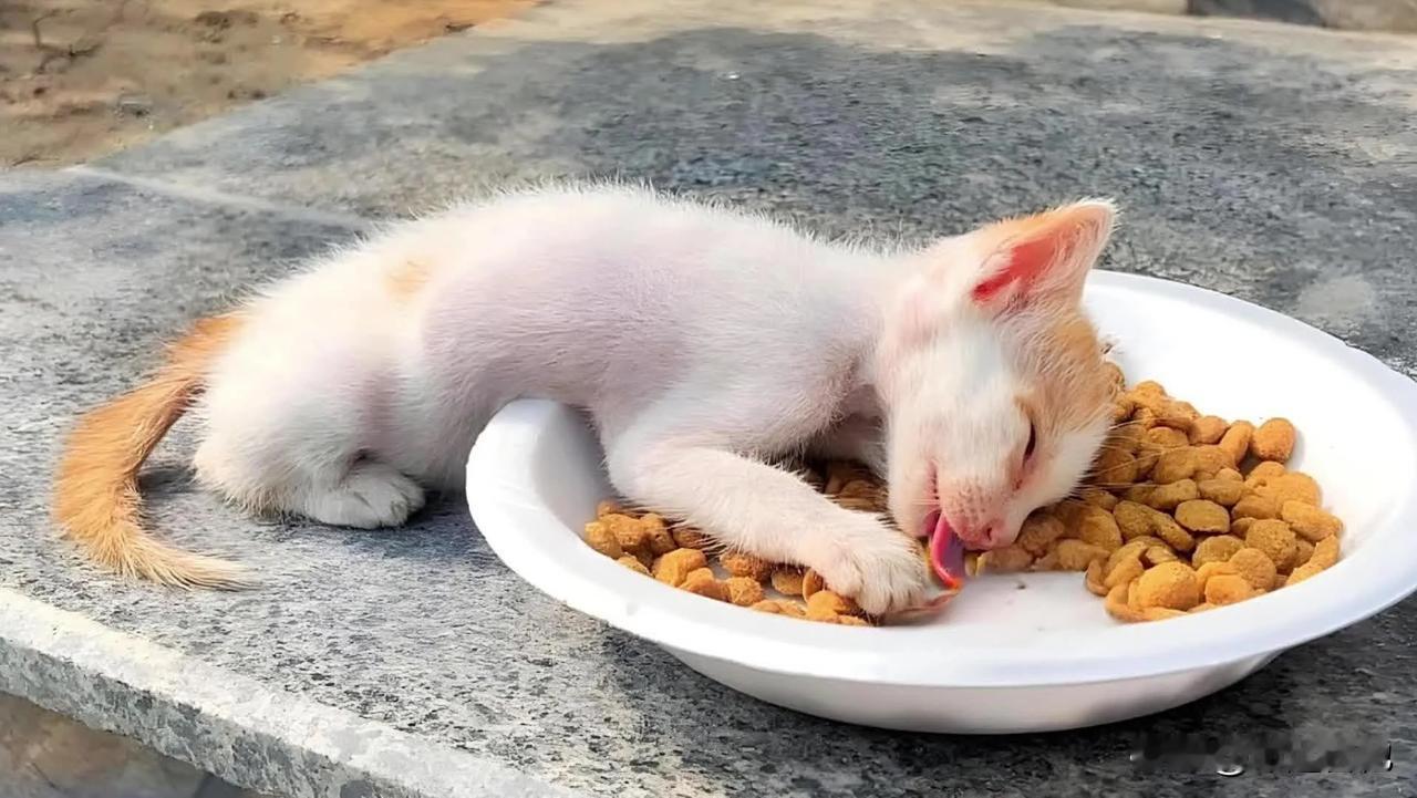 《倒在盘子里逝去的生命》小流浪猫踉跄着走进老奶奶投喂食物的盘子前，几天没有吃到