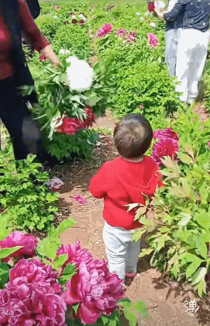 大媽把這當自己家菜園子了，这种言传身教，后果堪忧啊！[捂脸哭]
