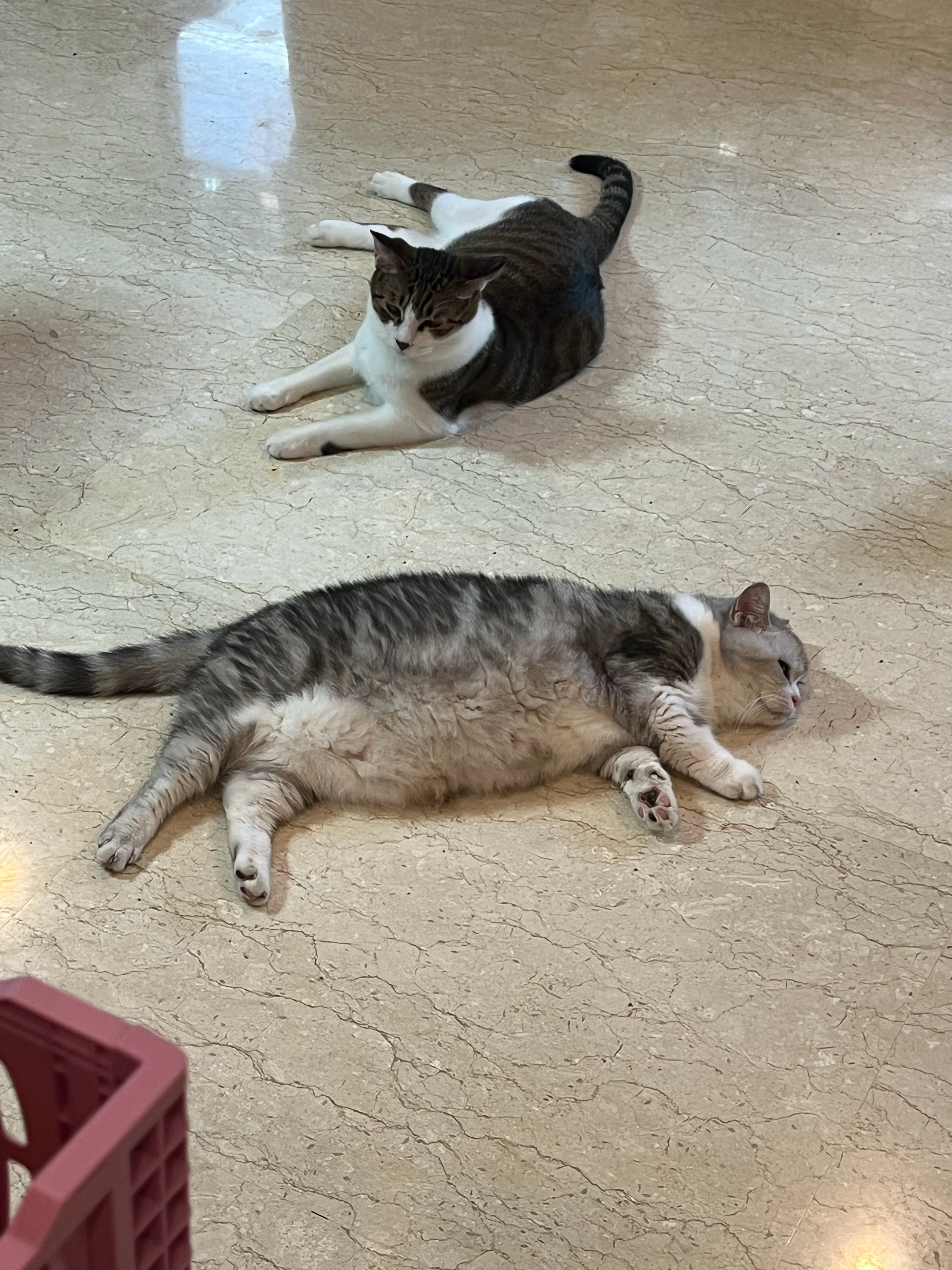 好羡慕这群“小猪猪”，烦恼不过一瞬间，吃饱喝足就万事无忧了～萌宠c位计划​​​