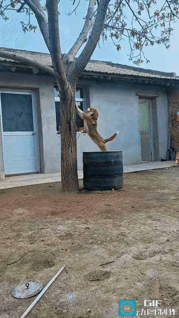 笑不活了！陕西一位女子去乡下走亲戚，路过一处院子时，意外发现拴着一只大黄狗，当场