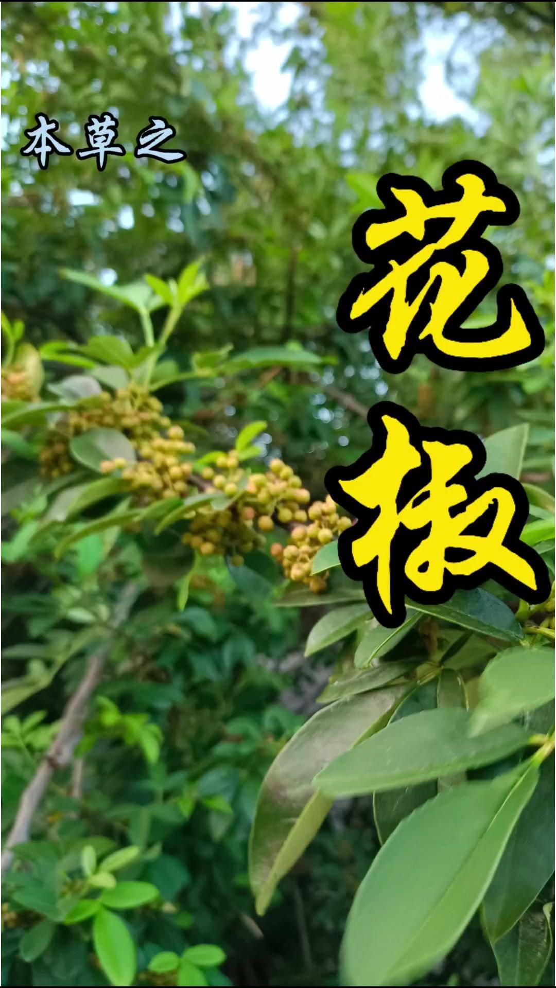 花椒是和我们生活关联紧密的神奇植物，既是日常常用的调味品，也是一味传统中药。它