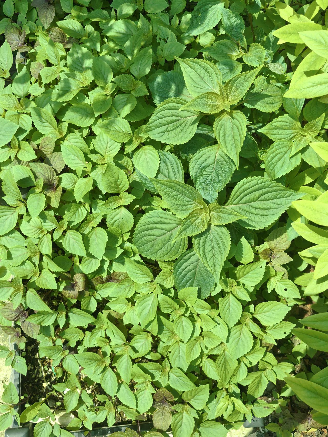 紫苏泛滥成灾了！这玩意儿太能长了。去年到一个农庄玩，跟主人要了几棵紫苏，种在