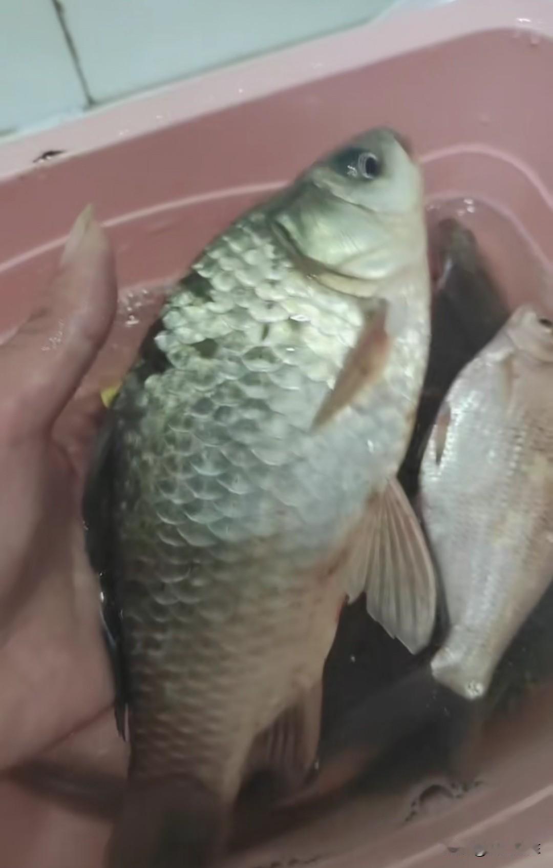 野钓鲫鱼，选对钓位胜过万般饵料野钓鲫鱼，钓位的重要性怎么强调都不为过。有时