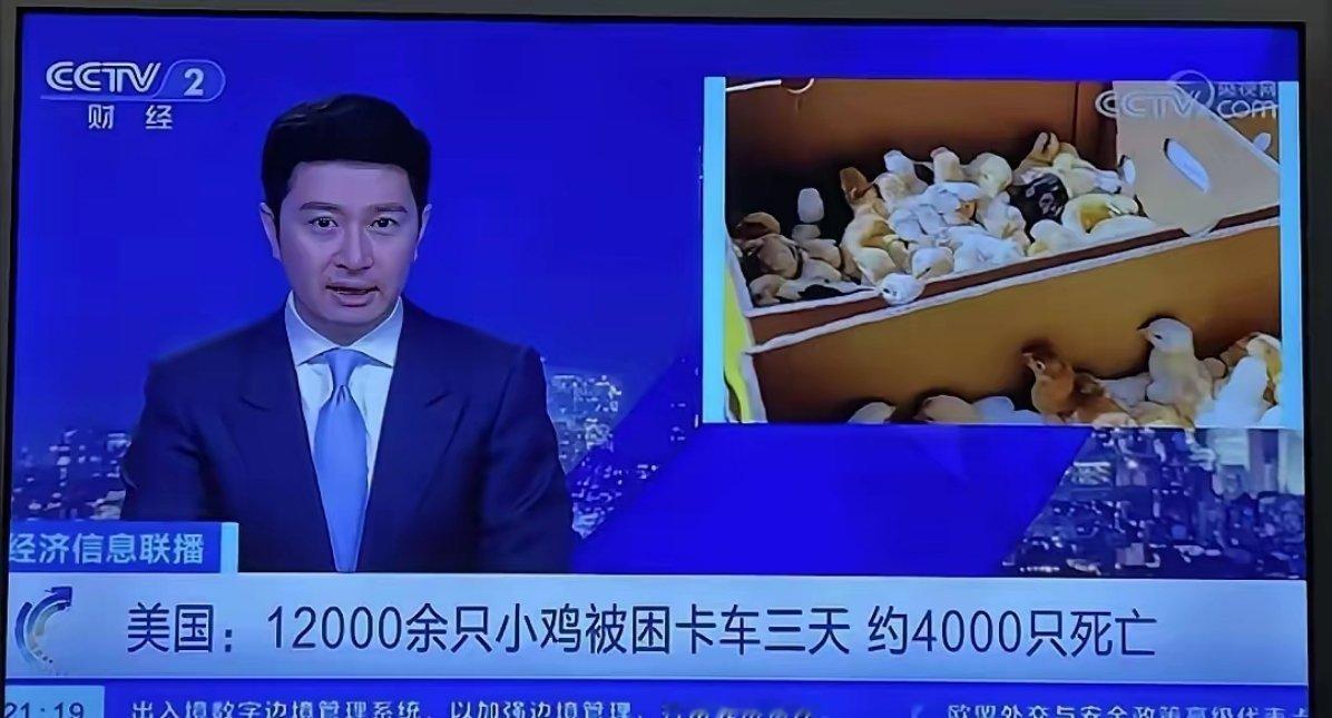 四千只小鸡的死亡，揭开了美国所谓的西式民主的遮羞布，彰显了美式霸权主义的冷漠与傲