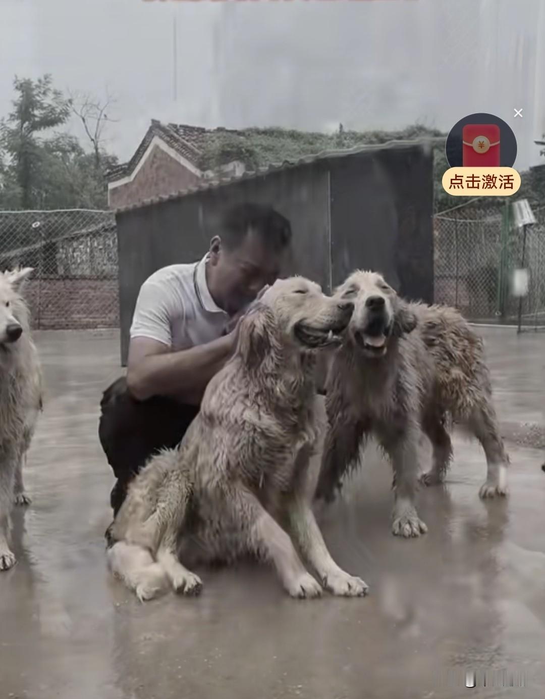 收留流浪狗的养狗人，如今已到崩溃的边缘。200多只狗狗围着他讨食，可他囊中羞涩，