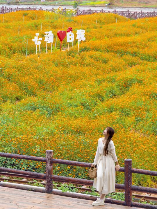 🚗广州自驾1h→七彩花田🌼今日份追花成功🚂