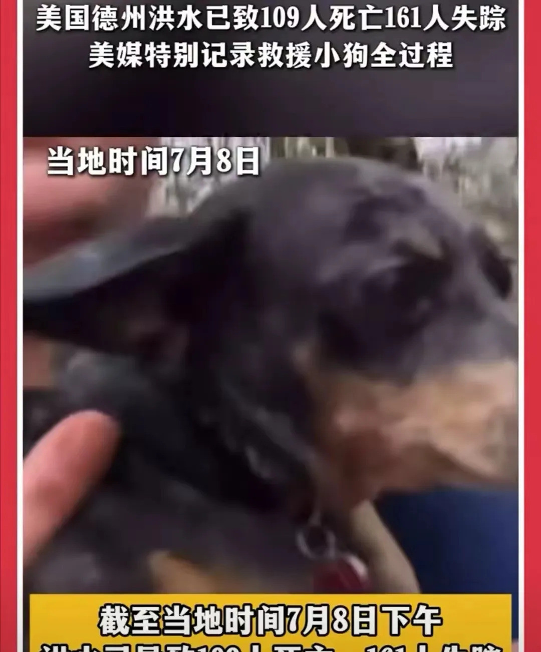 公知语录再现：文明看人民，美国救狗真文明？美国救狗感动全