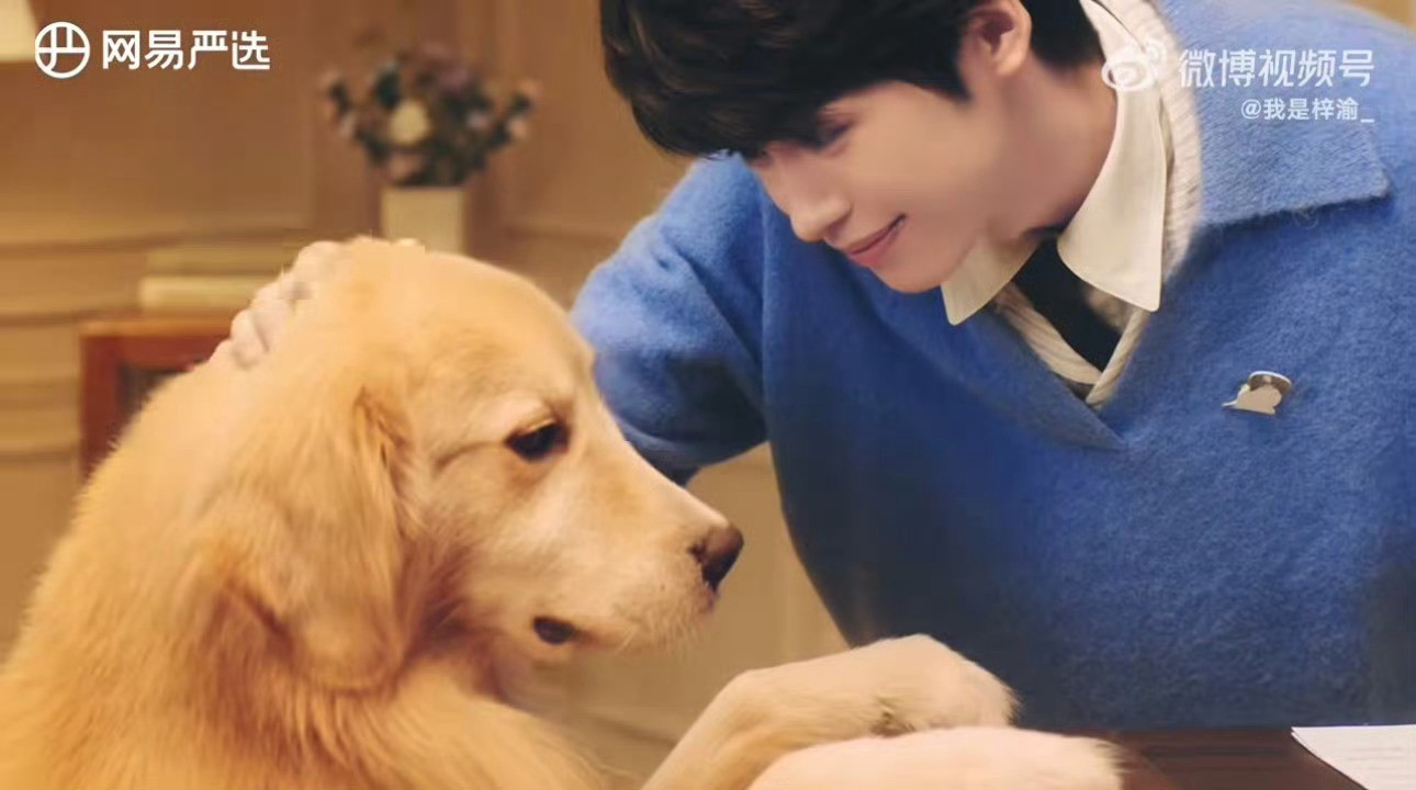 梓渝网易严选萨摩耶还是金毛？金毛！我们小梓渝就这样萌之萌之