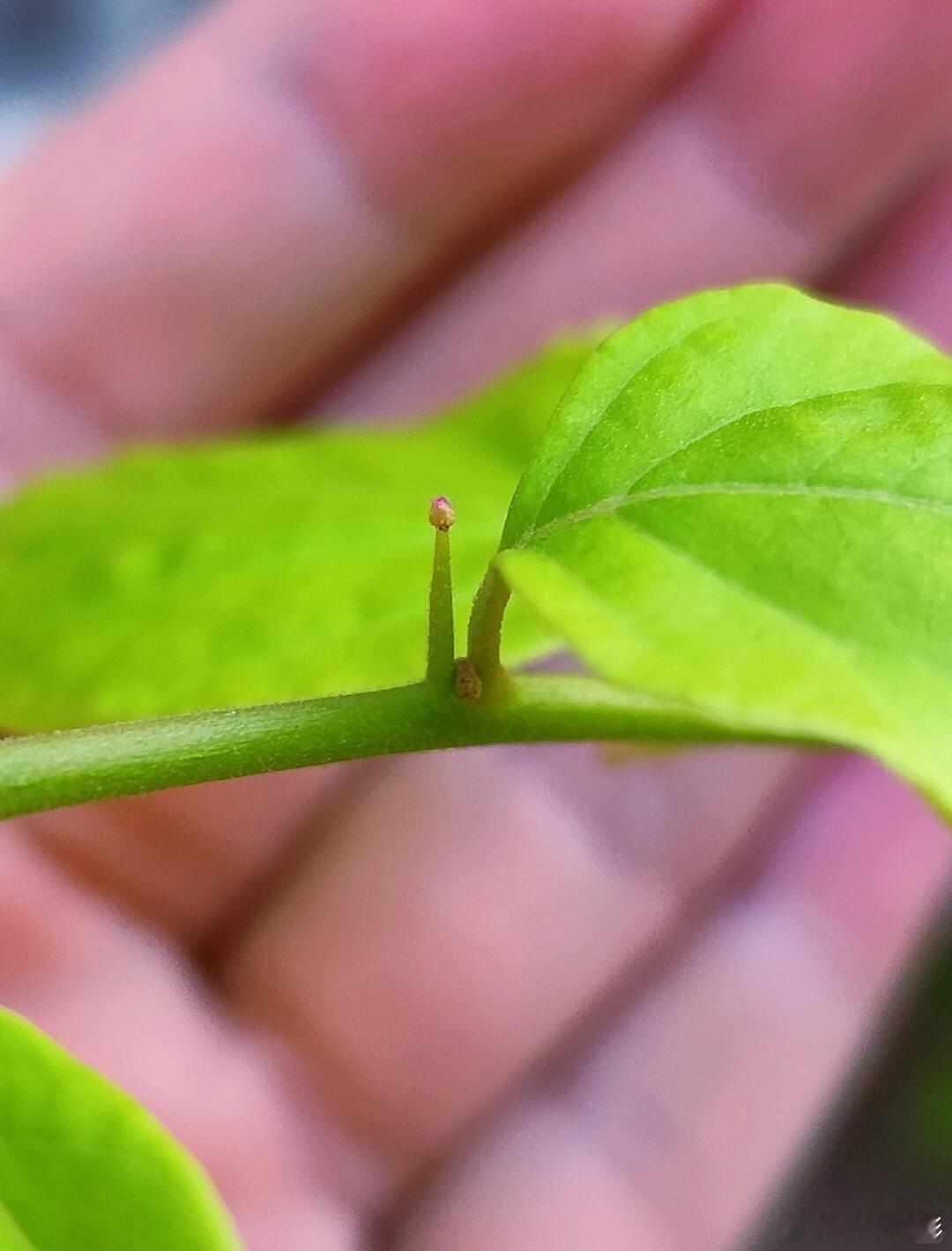 从刺里开出的花以为是花其实是五颜六色的叶子谁能想到，那一团团火一样的“花”竟然