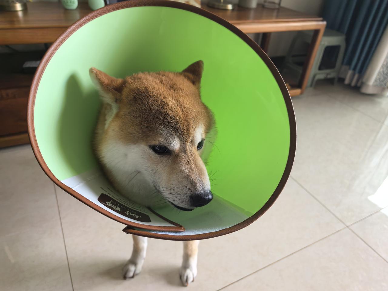 真心的劝那些想买狗的朋友，柴犬一定不能作为首选，真的是名副其实的死犟种，至少有9