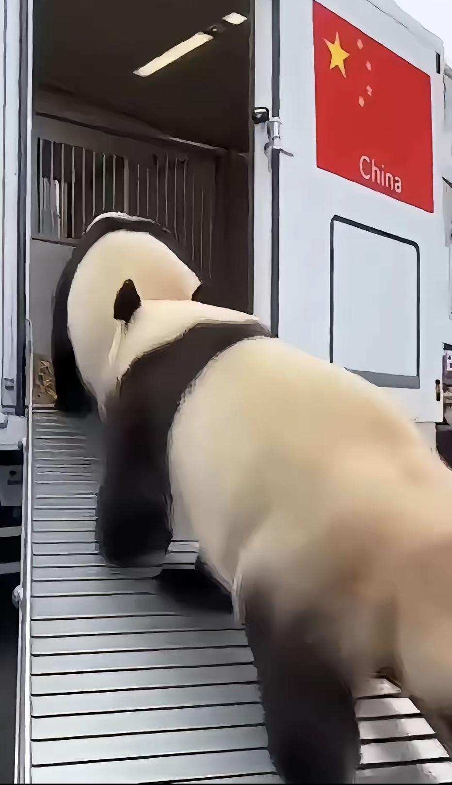 昨天早上，贴着国旗的车开进上野动物园。晓晓和蕾蕾自己走进笼子，没闹没叫，安静得很