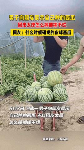 6月7号，河南一男子种的西瓜终于成熟了，没想到这些西瓜跟变异似的，不仅摔在地上不