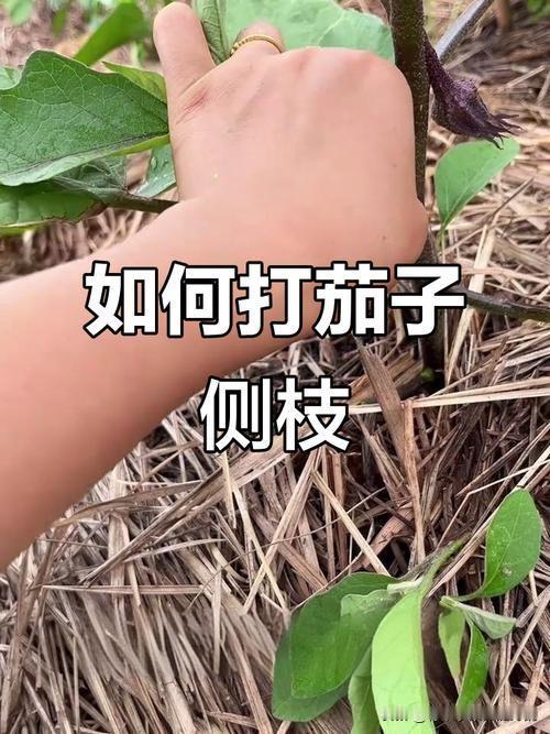 茄子什么时候打侧枝?-首次整枝选在定植缓苗后，当茄子苗长至20-30厘米
