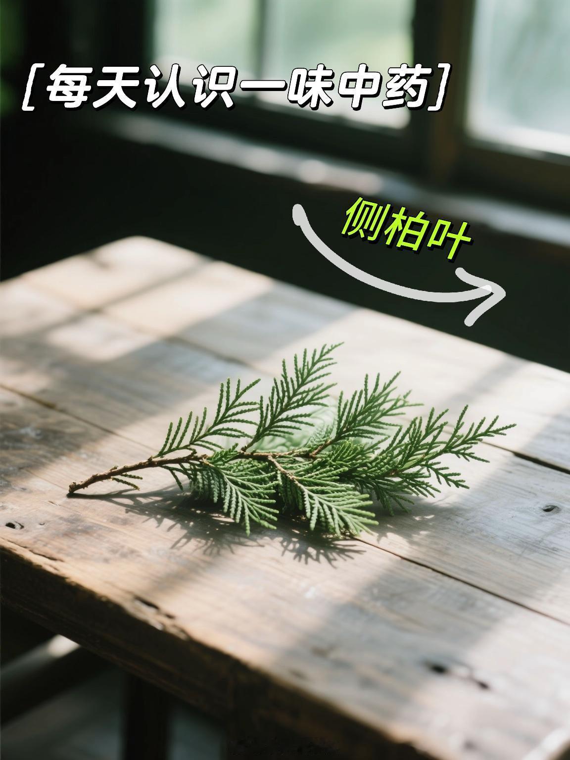 植物科普、植物观赏今天给大家科普一味超厉害的中药材—侧柏叶植物特征：侧柏叶是柏科