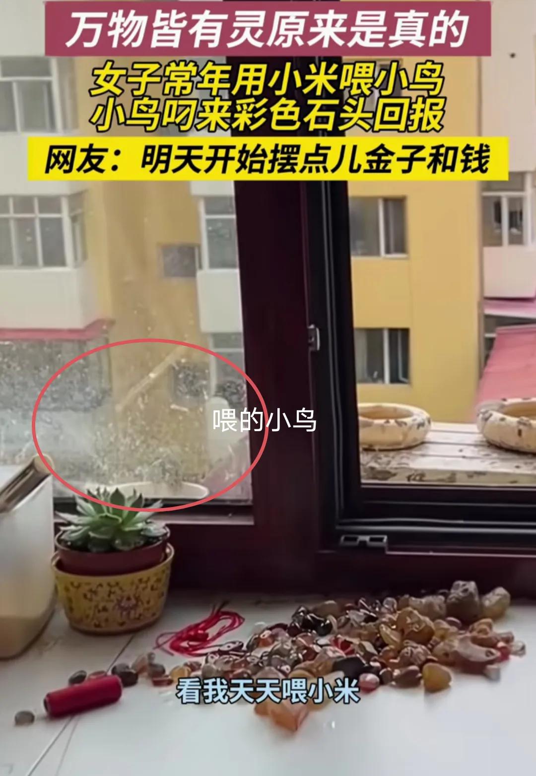 “万物皆有灵！”黑龙江，女子常年用小米喂小鸟。突然，小鸟叼来彩色石头放她家桌上。