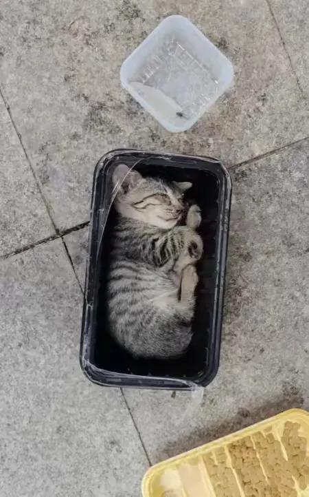 中午去上班的路上，看到一对流浪猫母子为了捡拾路上行人丢弃的半块馒头，发生了车祸，