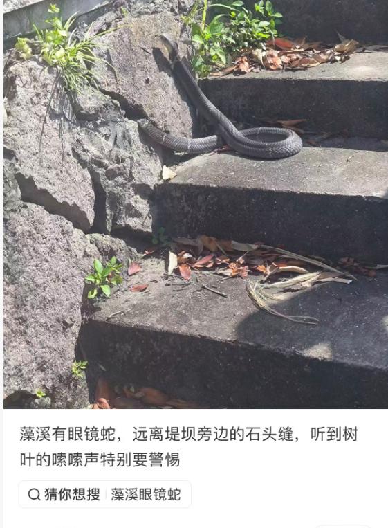 温州一地有大毒蛇！太吓人近日，有网友在社交平台发帖称，在苍南藻溪堤坝旁的石缝