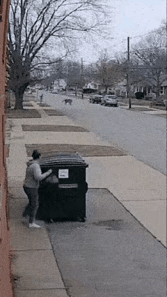 看到这视频不知道真的假的？这是哪个国家？东北虎都不怕人了。