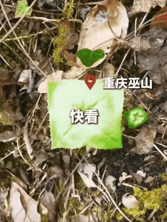 真是大千世界无奇不有啊！5月4日，新华社报道一名男子五一假期去重庆巫山爬山，爬到