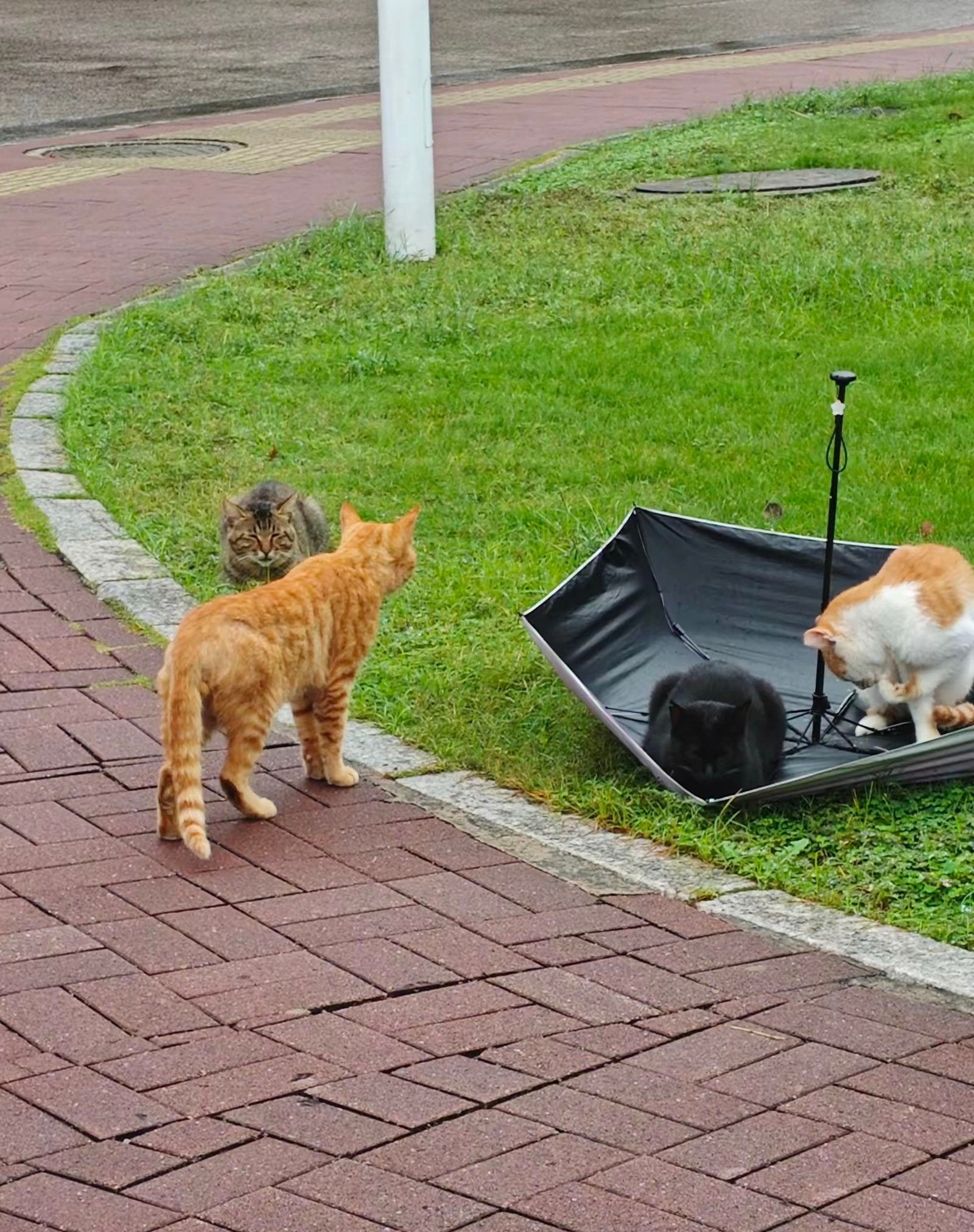 如果我们是中国的猫在外网爆火的中国校园里躲雨的猫咪们其实还有后续……🐈校园里
